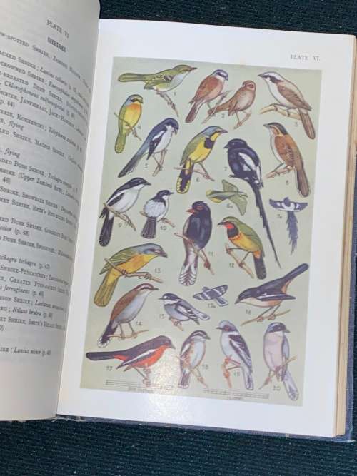 A FIRST GUIDE TO SOUTH AFRICAN BIRDS BY E. LEONARD GILL 1936