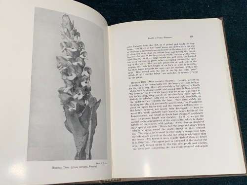 A SECOND BOOK OF SOUTH AFRICAN FLOWERS
