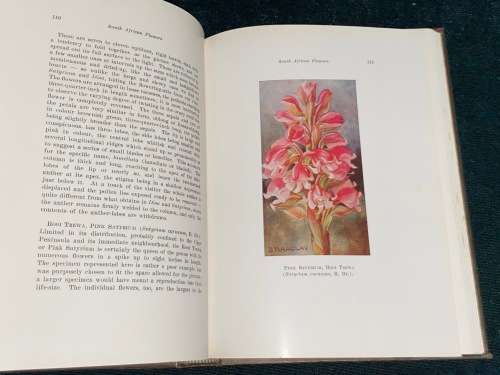 A SECOND BOOK OF SOUTH AFRICAN FLOWERS
