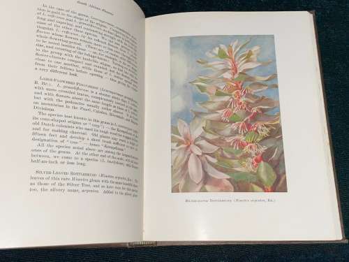 A SECOND BOOK OF SOUTH AFRICAN FLOWERS