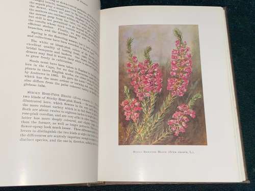 A SECOND BOOK OF SOUTH AFRICAN FLOWERS