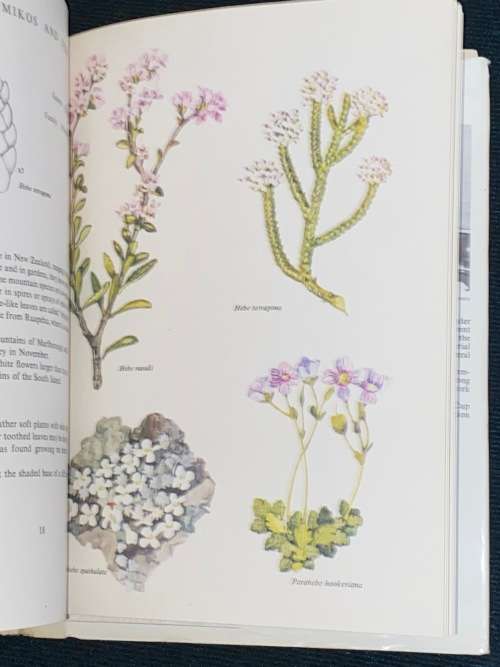 MOUNTAIN FLOWERS OF NEW ZEALAND BY NANCY M. ADAMS