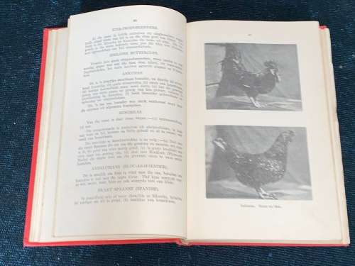 PLUIMVEE IN SUID-AFRIKA DEUR J.J. JORDAAN 1924