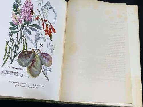 THE FLORA OF SOUTH AFRICA BY RUDOLF MARLOTH 4 VOLUMES