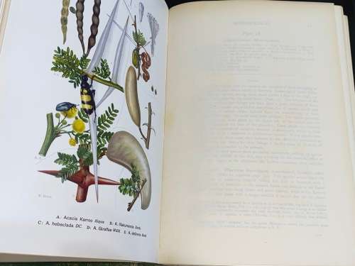 THE FLORA OF SOUTH AFRICA BY RUDOLF MARLOTH 4 VOLUMES