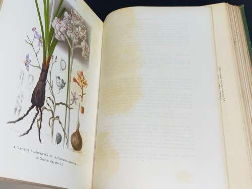 THE FLORA OF SOUTH AFRICA BY RUDOLF MARLOTH 4 VOLUMES