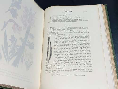 THE FLORA OF SOUTH AFRICA BY RUDOLF MARLOTH 4 VOLUMES