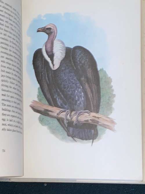 BIRDS OF ASIA BY JOHN GOULD AND A. RUTGERS