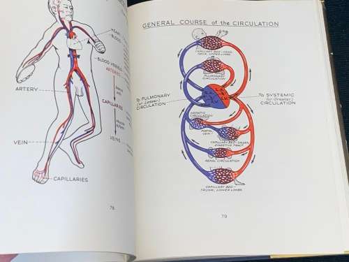 ILLUSTRATED PHISIOLOGY BY ANN B. MCNAUGHT AND ROBIN CALLANDER 1973