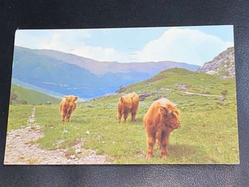 HIGHLAND CATTLE SCOTLAND POSTCARD TO CAPE TOWN 1971