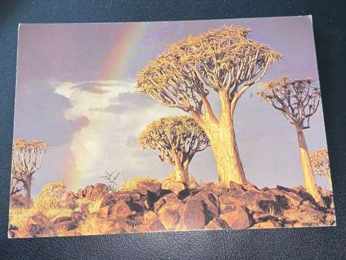 KOKERBOOM NAMIBIA POSTCARD