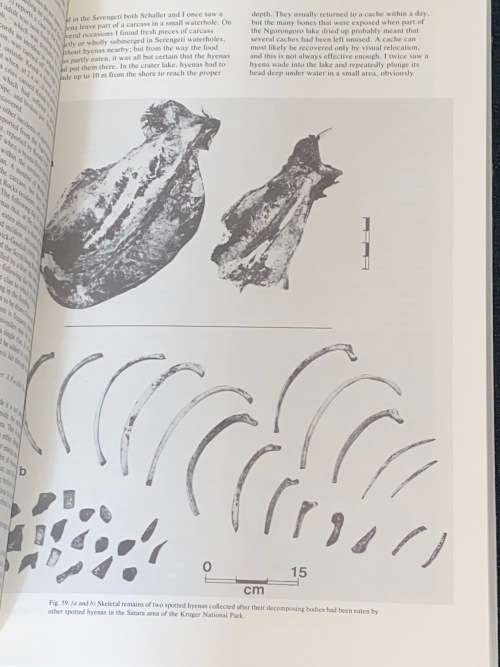 THE HUNTERS OR THE HUNTED AN INTRODUCTION TO AFRICAN CAVE TAPHONOMY BY C.K. BRAIN EX-LIB