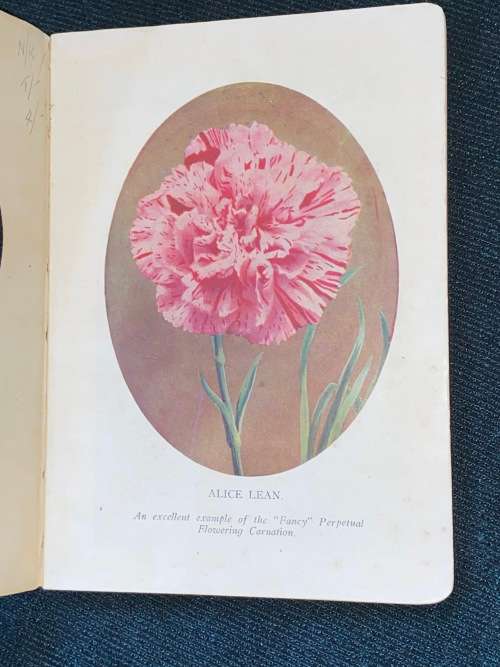 CARNATION CULTURE IN SOUTH AFRICA