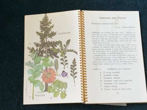 THE FIAT BOOK OF NEW ZEALAND TREES BY NANCY M. ADAMS