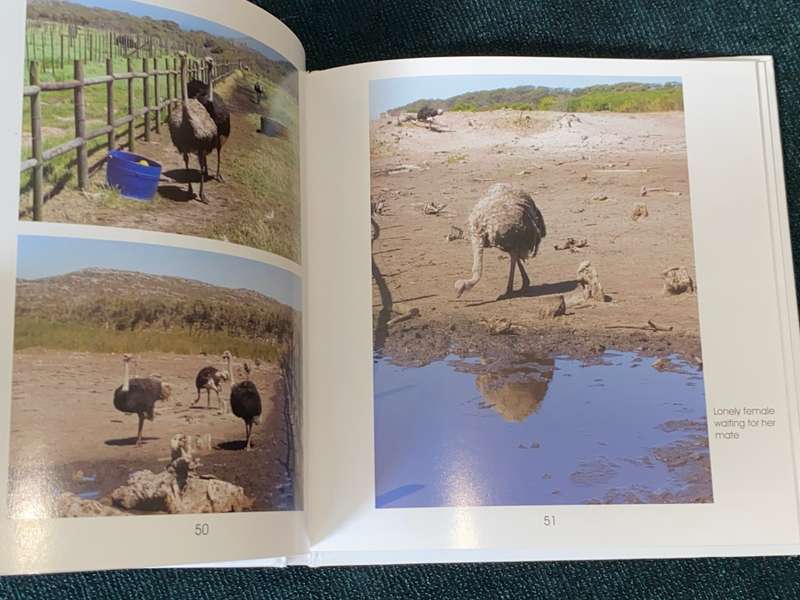 OSTRICHES BY CECILIA COELLE + VOLKER JANSSEN