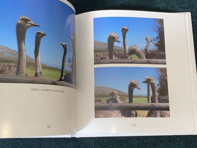 OSTRICHES BY CECILIA COELLE + VOLKER JANSSEN