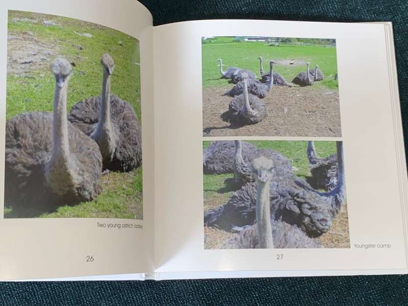 OSTRICHES BY CECILIA COELLE + VOLKER JANSSEN