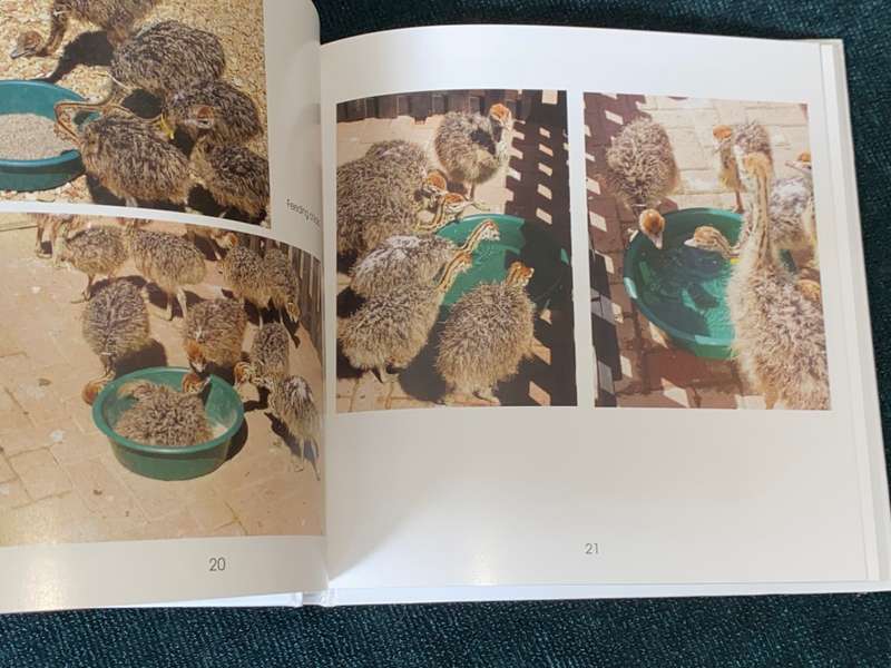 OSTRICHES BY CECILIA COELLE + VOLKER JANSSEN