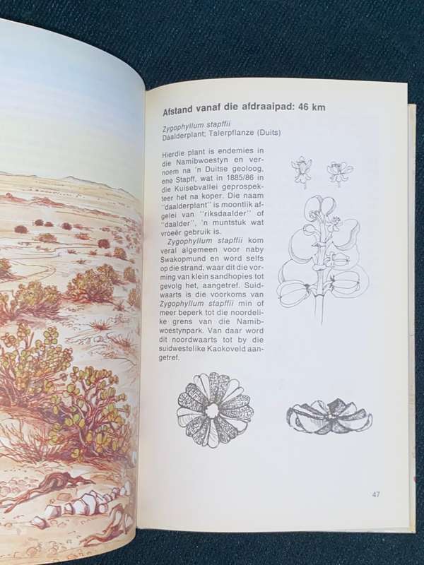 NAMIB FLORA SWAKOPMUND NA DIE GROOT WELWITSCHIA VIA GOANIKONTES
