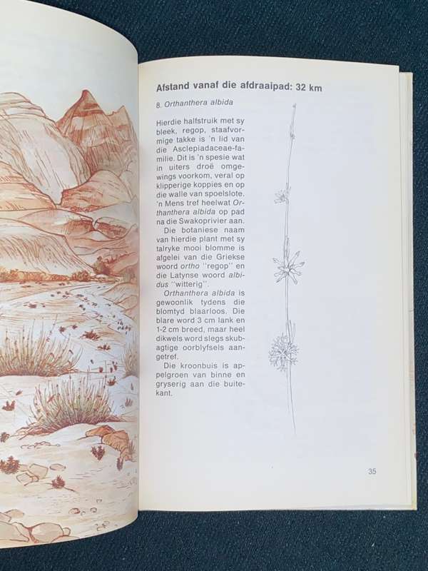 NAMIB FLORA SWAKOPMUND NA DIE GROOT WELWITSCHIA VIA GOANIKONTES