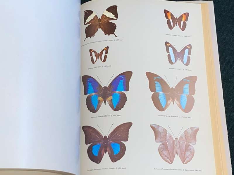 MARIPOSAS DIURNAS DE VENEZUELA