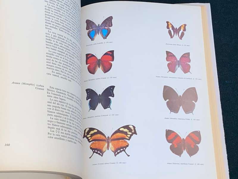 MARIPOSAS DIURNAS DE VENEZUELA