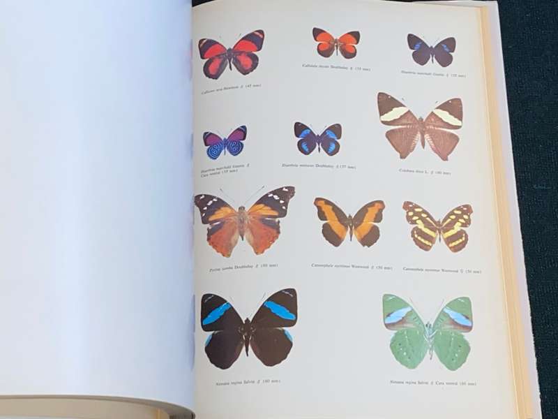 MARIPOSAS DIURNAS DE VENEZUELA