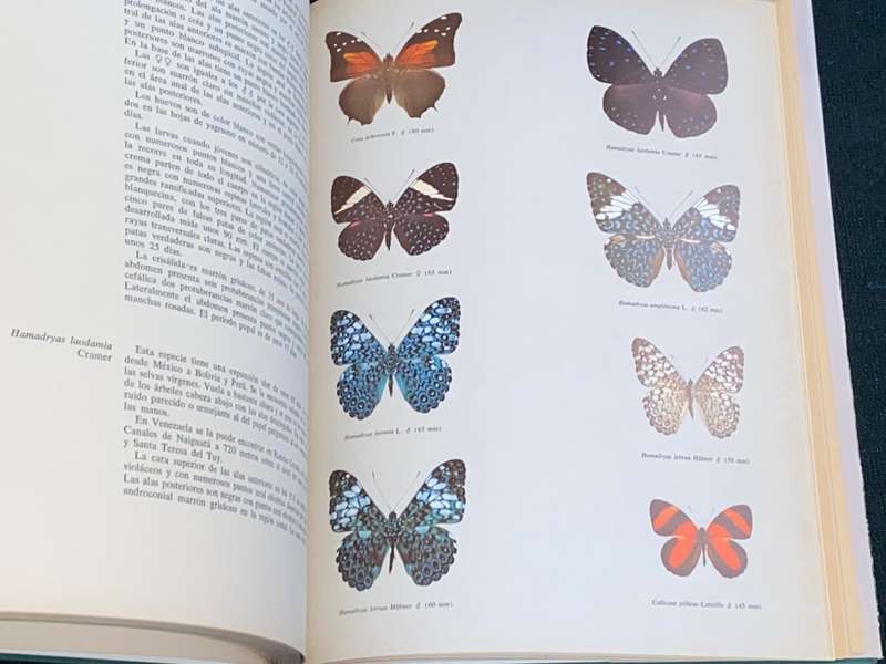 MARIPOSAS DIURNAS DE VENEZUELA