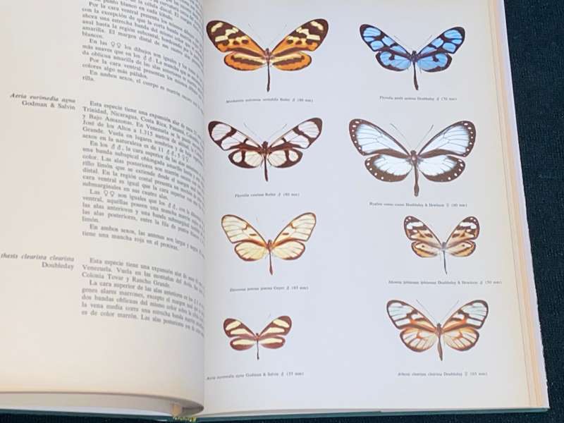 MARIPOSAS DIURNAS DE VENEZUELA