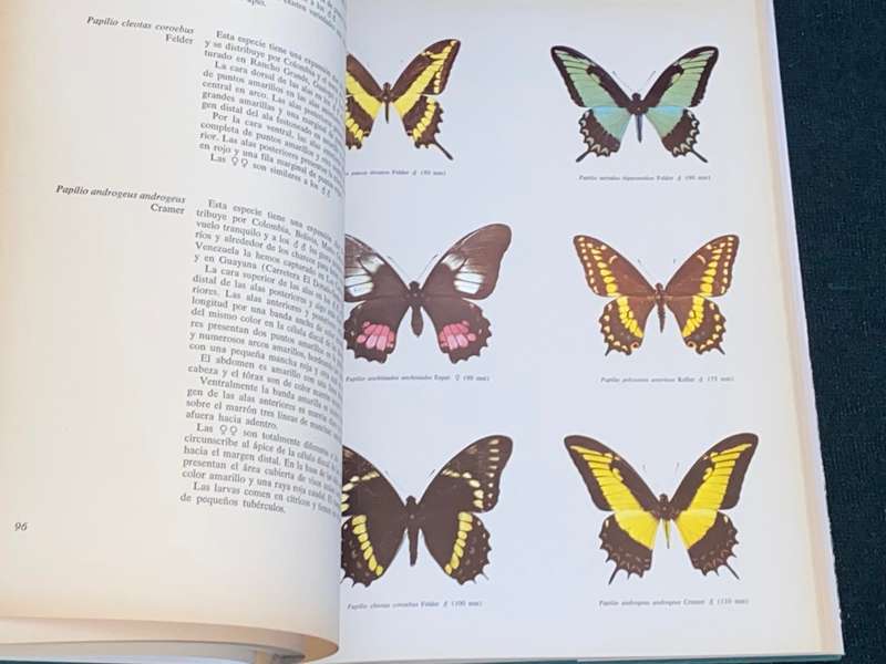 MARIPOSAS DIURNAS DE VENEZUELA