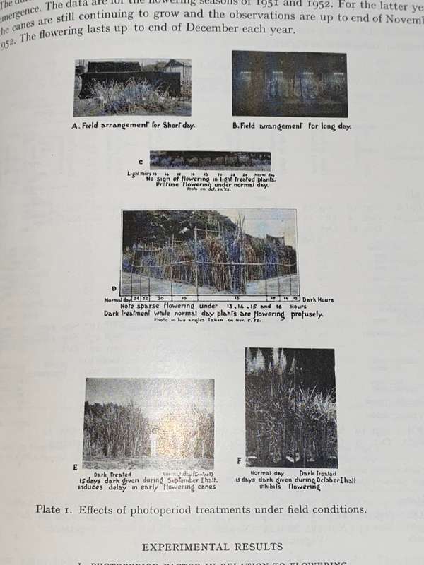 INTERNATIONAL SOCIETY OF SUGAR CANE TECHNOLOGISTS 1953