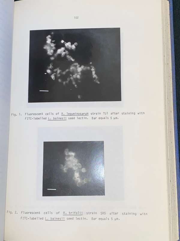 THE ROLE OF LECTINS IN THE SPECIFIC RECOGNITION OF NODULE FORMING BACTERIA THESIS