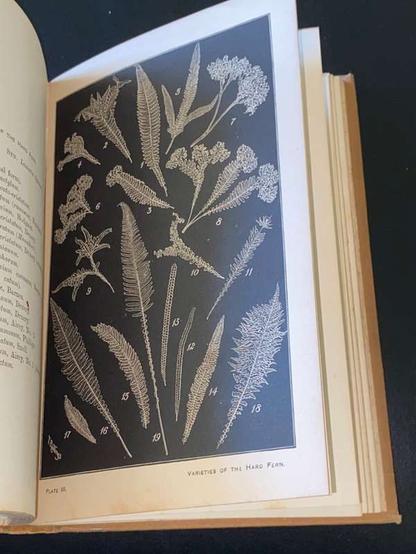 CHOICE BRITISH FERNS THEIR VARIETIES AND CULTURE BY CHARLES T. DRUERY 1890`S