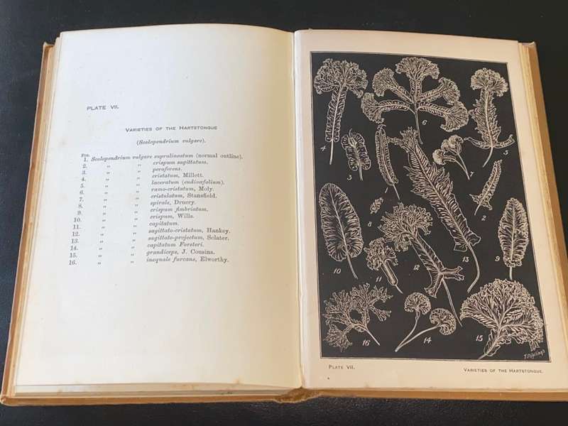 CHOICE BRITISH FERNS THEIR VARIETIES AND CULTURE BY CHARLES T. DRUERY 1890`S