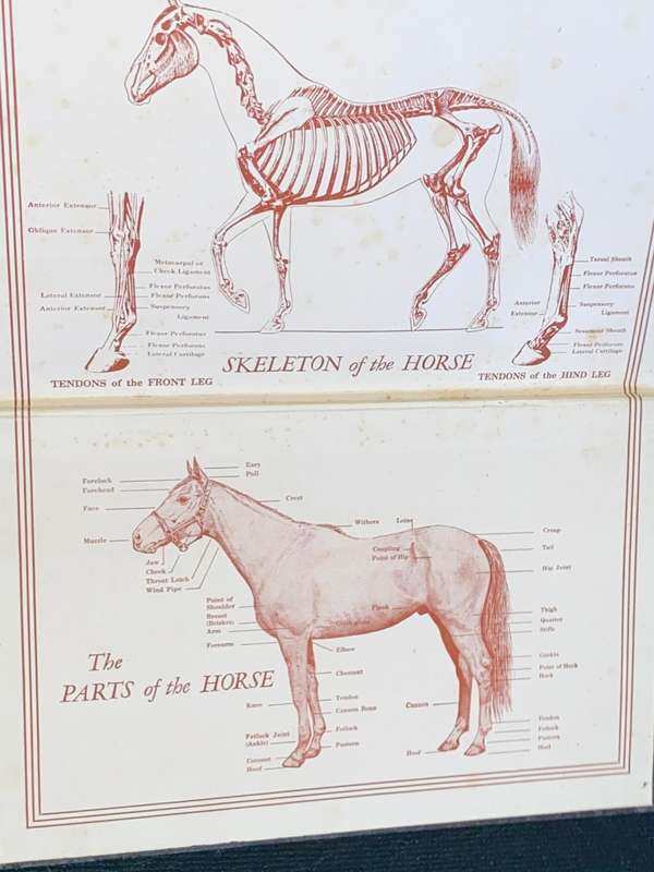 THOROUGHBRED RACING & BREEDING THE STORY OF THE SPORT AND BACKROUND - T.R. UNDERWOOD