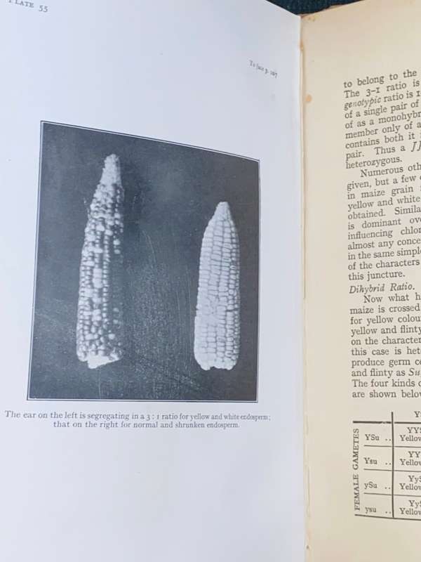 MAIZE IN SOUTH AFRICA BY A.R. SAUNDERS 1930 S.A. AGRICULTURAL SERIES