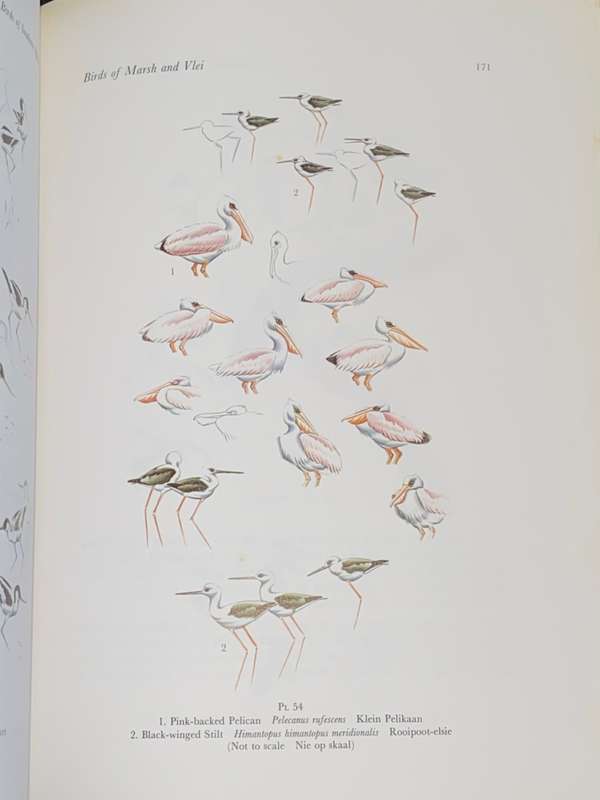 CALBURN`S BIRDS OF SOUTHERN AFRICA
