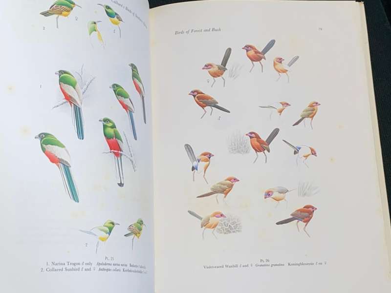 CALBURN`S BIRDS OF SOUTHERN AFRICA
