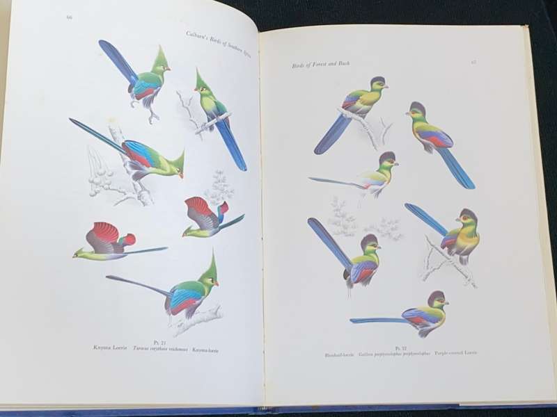 CALBURN`S BIRDS OF SOUTHERN AFRICA