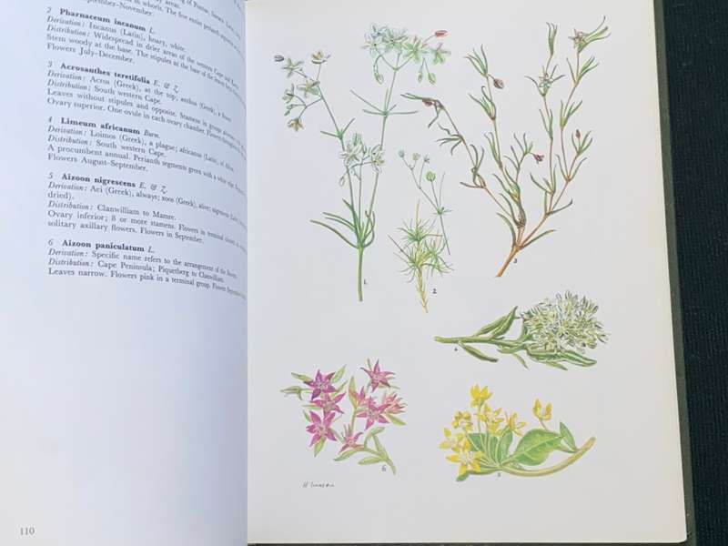 WESTERN CAPE SANDVELD FLOWERS SUBSCRIBERS EDITION 1972