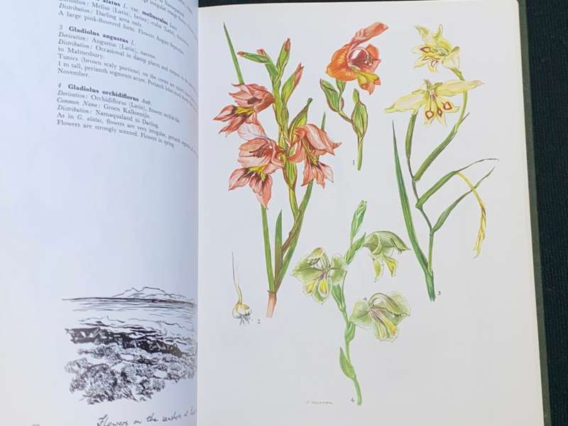 WESTERN CAPE SANDVELD FLOWERS SUBSCRIBERS EDITION 1972