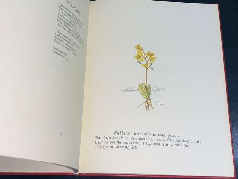 CHILDREN OF THE HOURS BY CYNTHIA LETTY SIGNED LIMITED EDITION IN FULL LEATHER 18/100