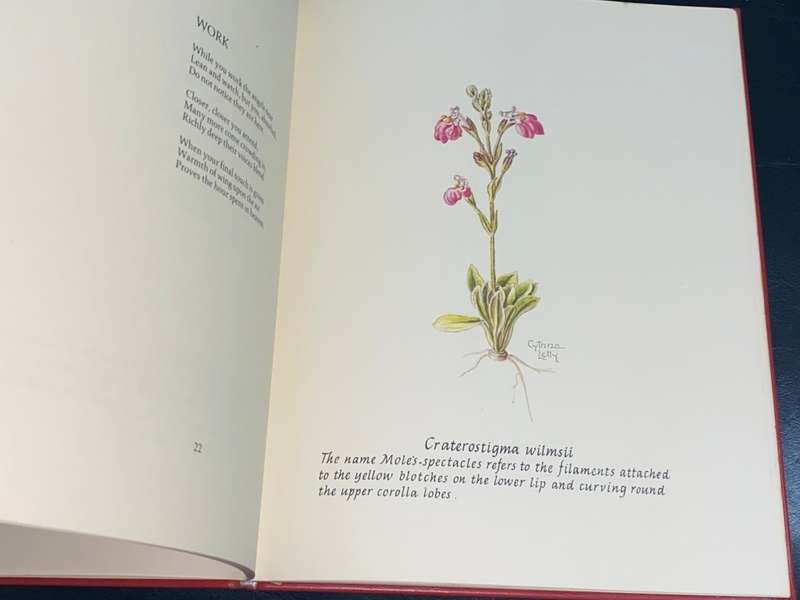 CHILDREN OF THE HOURS BY CYNTHIA LETTY SIGNED LIMITED EDITION IN FULL LEATHER 18/100