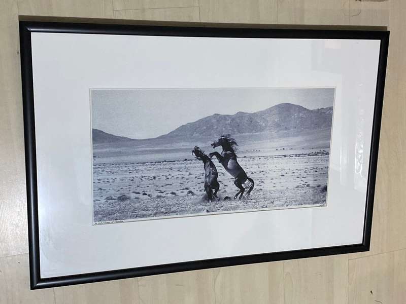 ORIGINAL LARGE FRAMED PHOTO OF THE WILD HORSES OF NAMIBIA BY PHOTOGRAPHER G. COWAN SIGNED