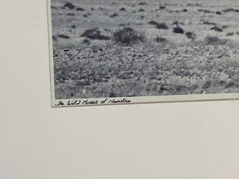 ORIGINAL LARGE FRAMED PHOTO OF THE WILD HORSES OF NAMIBIA BY PHOTOGRAPHER G. COWAN SIGNED