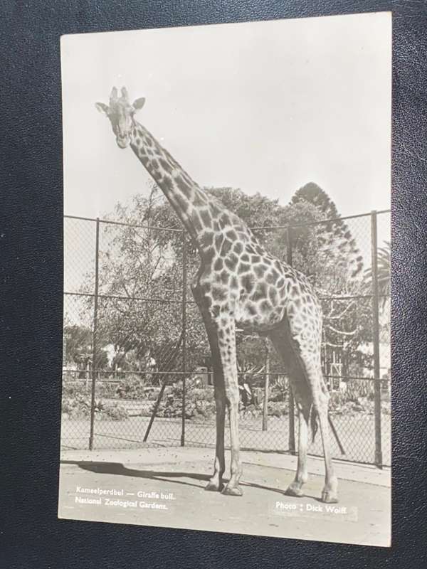 VINTAGE GIRAFFE DURBAN POST CARD PHOTO
