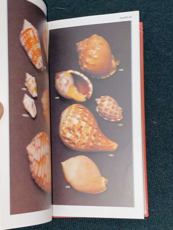 SOUTH AFRICAN SHELLS A COLLECTOR'S GUIDE BY DEIRDRE RICHARDS