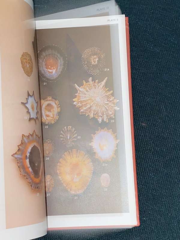 SOUTH AFRICAN SHELLS A COLLECTOR'S GUIDE BY DEIRDRE RICHARDS