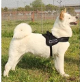 Sports dog comfort padded sport dog harness