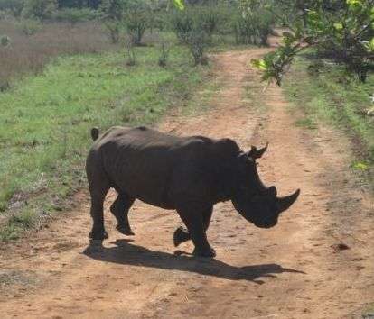 rhino